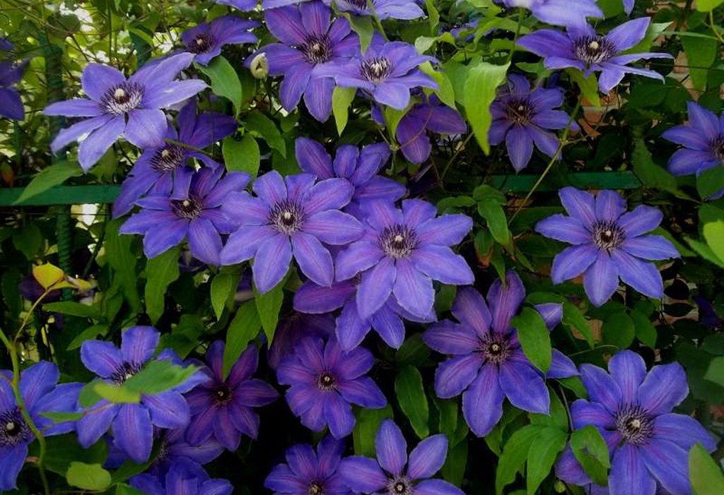Clematis `The President`.jpg